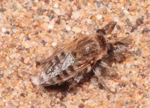 Sisyrnodytes sp.